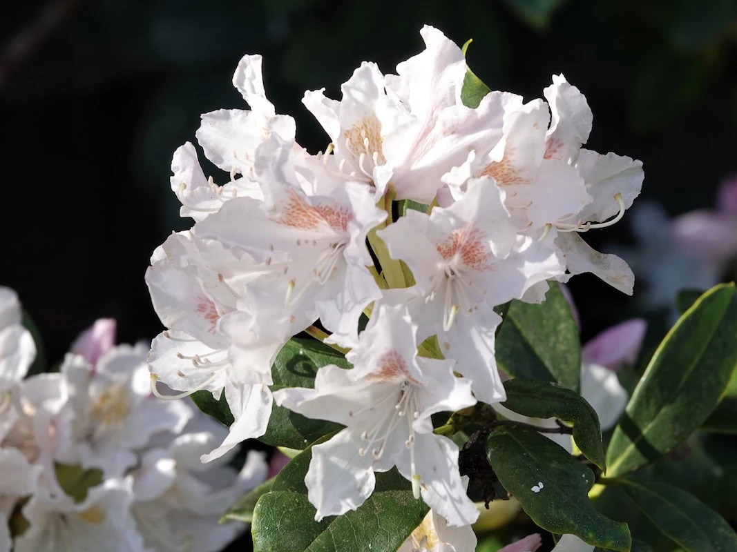 Cunningham's White